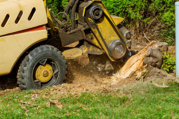 Best Lawn Watering Services  in Charleston, WV