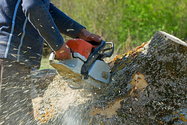 Best Lawn Drainage Solutions  in Charleston, WV